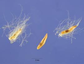   Seeds:   Populus deltoides ; Photo by S. Hurst, USDA-NRCS Plants Database
